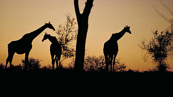 Vacation rentals, Kruger National Park, Lodge retreats, Unforgettable stays HD wallpaper