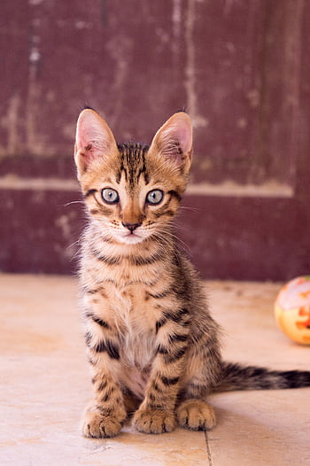 Cute tabby kitten sitting on the floor with a ball in the background, showcasing its vibrant fur pattern. HD phone wallpaper