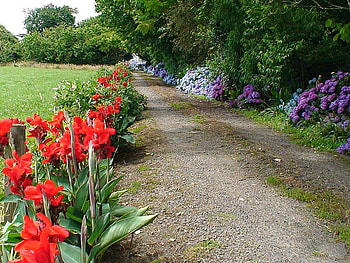 driveway, road, nature, flowers HD wallpaper