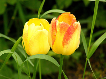 Flowers, Grass, Tulips, Spring, Two HD wallpaper
