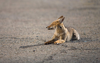 Animals, Fox, To Lie Down, Lie, Predator, Waiting, Expectation HD wallpaper