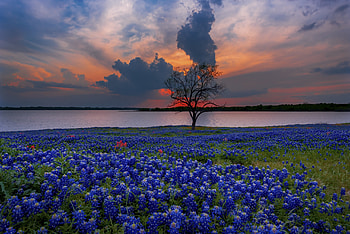 Bluebonnet, Texas, , Captivating scenery HD wallpaper