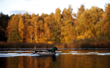 Animals, Autumn, Lake, Duck HD wallpaper