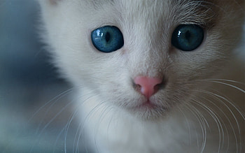 Animals, Cat, Fluffy, Blue Eyed, Blue-Eyed HD wallpaper