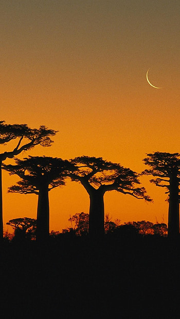 Madagascar Country, Unique Culture, Rich Heritage, Captivating Beauty HD phone wallpaper