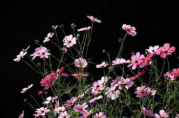 Flowers, Black Background, Kosmeya, Cosmos HD wallpaper