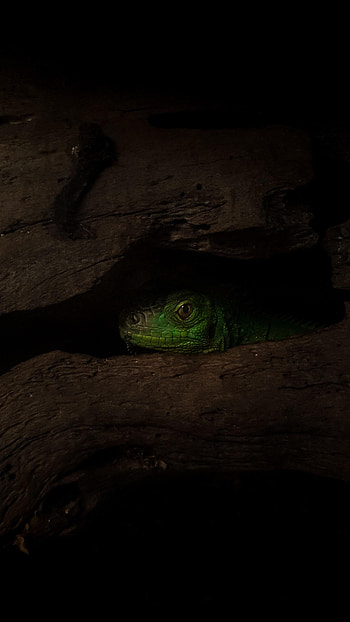 Animals, Wood, Tree, Shadow, Lizard, Reptile HD phone wallpaper