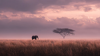 Savanna Landscape with Elephant at Dusk, landscape, savanna, elephant, Wildlife HD wallpaper
