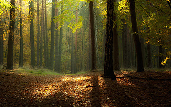 Landscape, Trees HD wallpaper