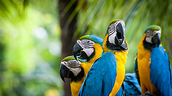 Macaw, Birds HD wallpaper