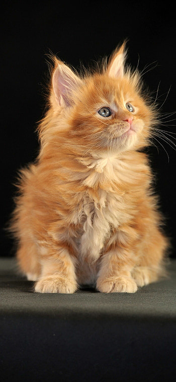 Ginger delight, Striking Maine Coon, Vibrant backgrounds, Aesthetic appeal HD phone wallpaper