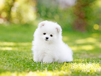 Puppy, cute, dog HD wallpaper