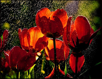Tulips in rain, raining, showers, rain, graphy, tulips HD wallpaper