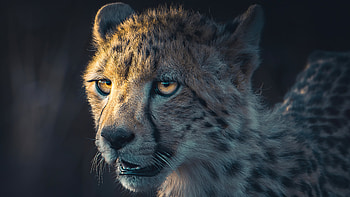 Cheetah Portrait, cheetah, animals, behance HD wallpaper