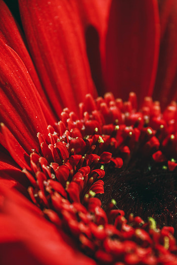 Flower, Macro, Petals HD phone wallpaper