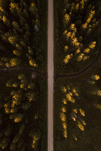 Nature, Trees, View From Above, Road, Forest, Spruce, Fir HD phone wallpaper