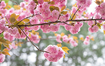 Sakura Blossoms, branch, cherry, sakura, blossoms, Korea HD wallpaper