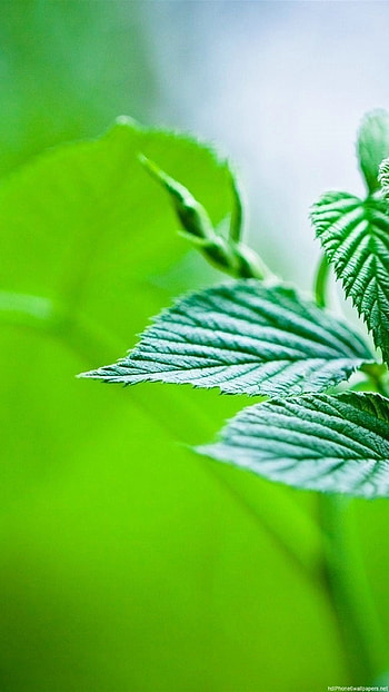 leaves nature 6 and 6 Plus HD phone wallpaper