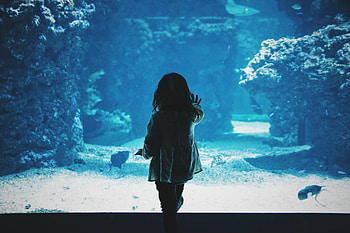 Dark, Miscellanea, Miscellaneous, Aquarium, Touching, Touch, Child, Back HD wallpaper