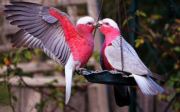 Love birds , Backgrounds, Beautiful HD wallpaper