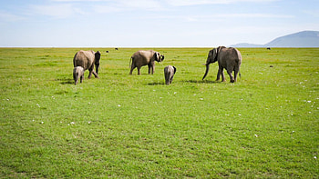 Private houses, Families in the Masai Mara HD wallpaper