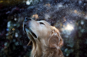 Animals, Dogs HD wallpaper