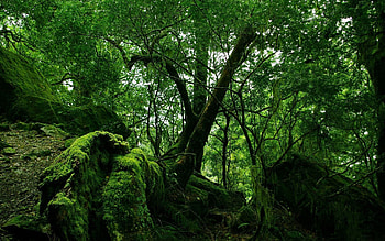 Nature, Forest, Moss, Jungle, Thickets, Thicket, Wilds HD wallpaper