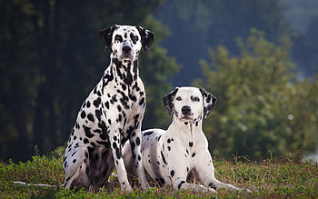 *** Dalmatins ***, animal, dog, animals, dogs, dalmatins HD wallpaper