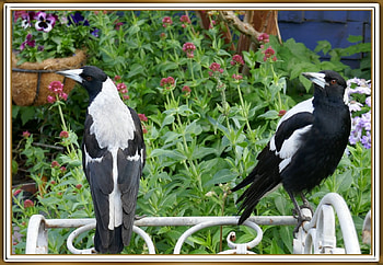 MAGPIES IN THE GARDEN, BIRDS, NATURE, GARDEN HD wallpaper