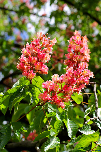 Chestnut tree, Horse chestnut flowers, Flowering tree, Rose flower HD phone wallpaper