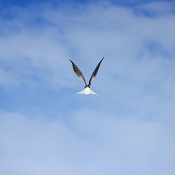 Animals, Sky, Bird, Flight, Gull, Seagull, Wings HD phone wallpaper