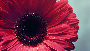 Drops, Flower, Macro, Petals HD wallpaper