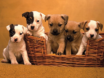 Animals, Muzzle, Basket, Puppies, Multitude, Lots Of HD wallpaper