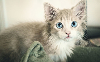 Animals, Kitty, Kitten, Wet, Sight, Opinion, Blue Eyed, Blue-Eyed HD wallpaper