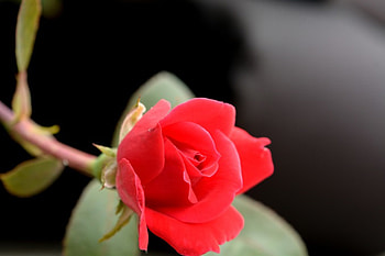 the beauty of a rose, rose, macro rose, gorgeous rose, red rose HD wallpaper