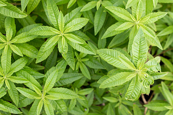 Lemon verbena Nutroo, Aloysius lemon verbena, Medicinal properties, Herbal remedy HD wallpaper