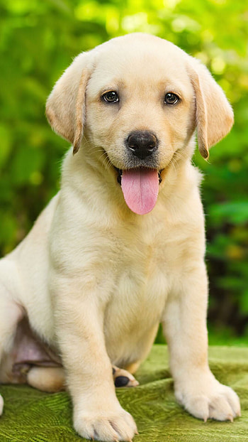 Labrador, High-quality , Beloved pet, Perfect addition to any family HD phone wallpaper