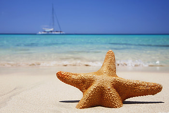 Beach and Starfish, , Attractive, Mobile HD wallpaper