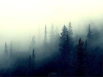 Mist, nature, forest HD wallpaper