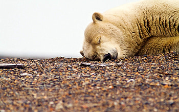 Animals, Stones, Muzzle, Sleep, Dream, Polar Bear, Crushed Stone, Rubble HD wallpaper