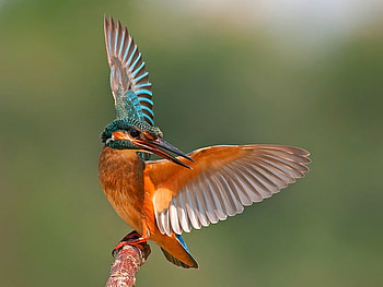Beautiful Bird, beautiful, bird HD wallpaper