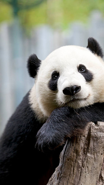 Panda, White And Black Panda HD phone wallpaper
