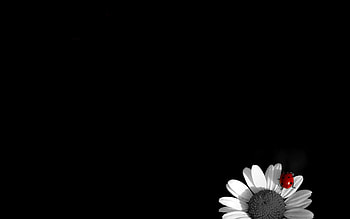 Ladybug Fly Back To Your Home, Insect, Black And whiite, Red, Ladybug, Daisy HD wallpaper