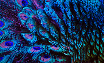 Regal Radiance - Peacock feathers, graphy, feather HD wallpaper