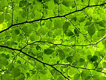 Beech Leaf Canopy, beech, leaves, green, limbs HD wallpaper