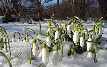 Nature, Flowers, Snowdrops, Spring, Mood, Heat, Warmth, Primroses, Thawed Patches, Protalins HD wallpaper