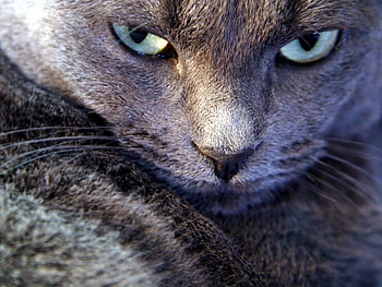 Animals, Cats HD wallpaper
