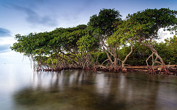 Nature, Water, Trees, Smooth, Surface, Roots, Calm HD wallpaper