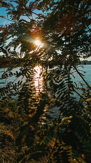 Reflection of sunrise over a lake behind branches of a tree, lake, tree, sunrise, reflection, sunlight HD phone wallpaper