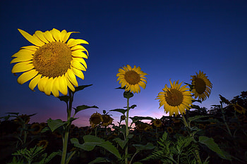 Sunflower, sunflower, nature HD wallpaper